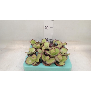 Kalanchoe NF   ...