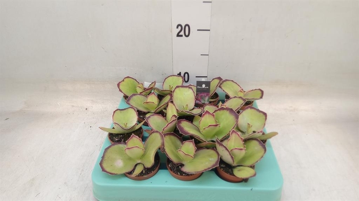 <h4>Kalanchoe NF ...</h4>