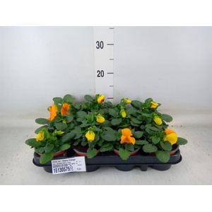 Viola wr. 'Alpha Orange'