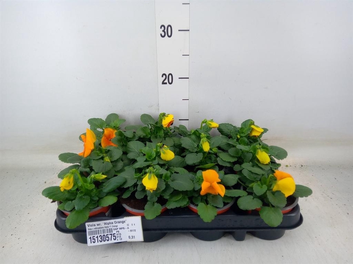 <h4>Viola wr. 'Alpha Orange'</h4>