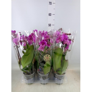 Phalaenopsis   ...lilac