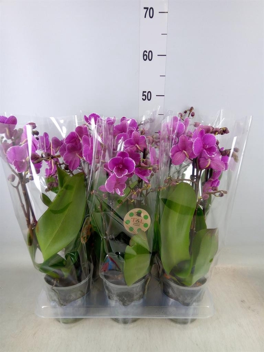 <h4>Phalaenopsis   ...lilac</h4>
