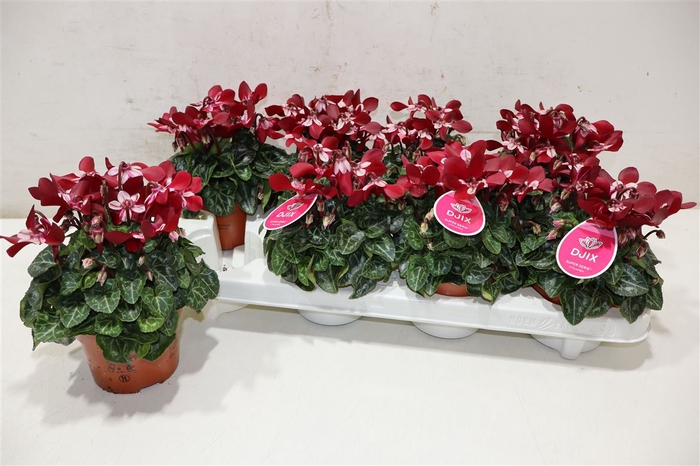 <h4>Cycl Kl Sup Angels Dark Red</h4>