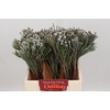 Kaaps Groen Silver Brunia