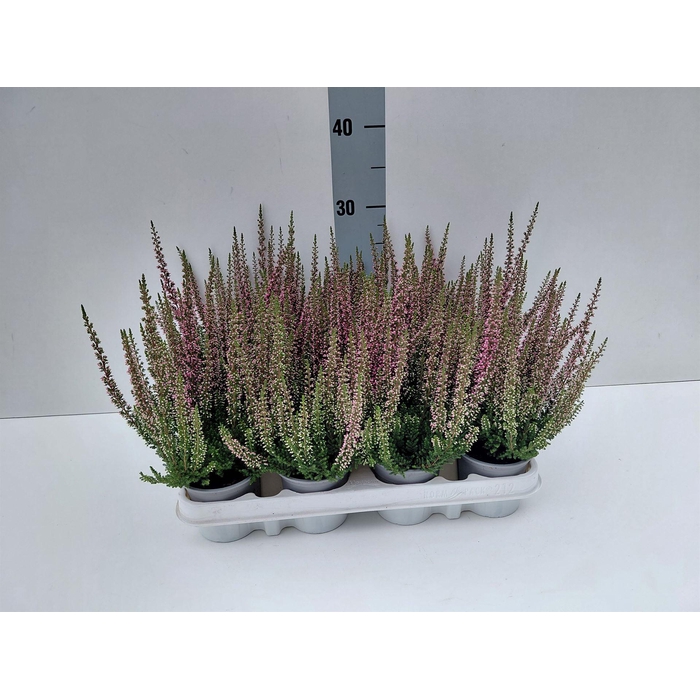 <h4>Calluna vulg. 'Beauty L Siska'</h4>