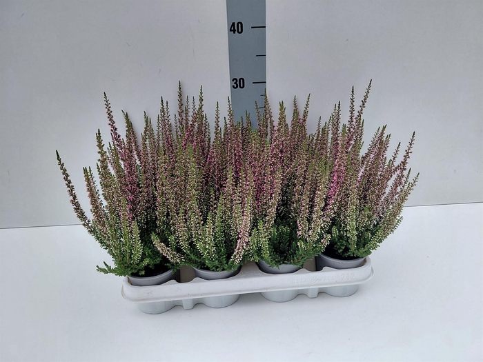 Calluna vulg. 'Beauty L Siska'