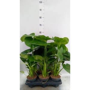 Monstera delic.