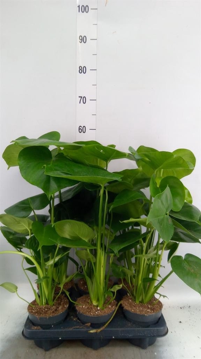 <h4>Monstera delic.</h4>