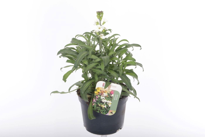 <h4>Erysimum lin. Leya White</h4>
