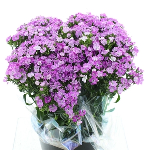 Di Barb Lavendel Super