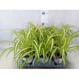 Chlorophytum com. 'Variegatum'