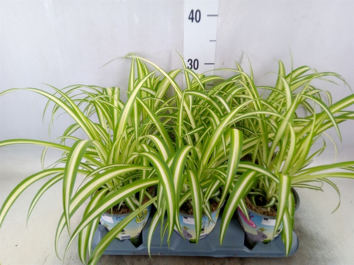 <h4>Chlorophytum com. 'Variegatum'</h4>