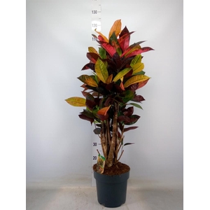 Codiaeum var. KL 'Mrs Iceton'