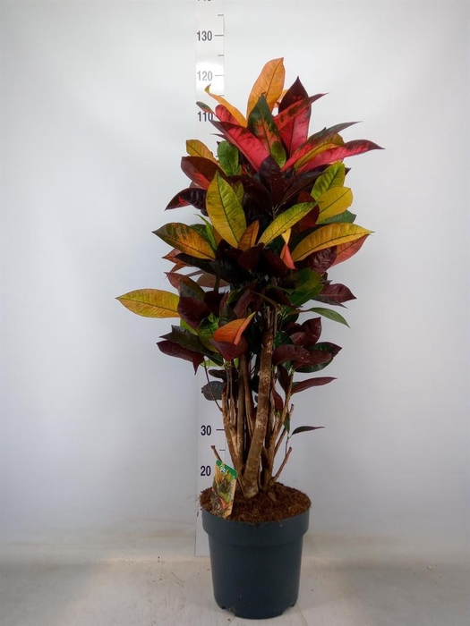 <h4>Codiaeum var. KL 'Mrs Iceton'</h4>