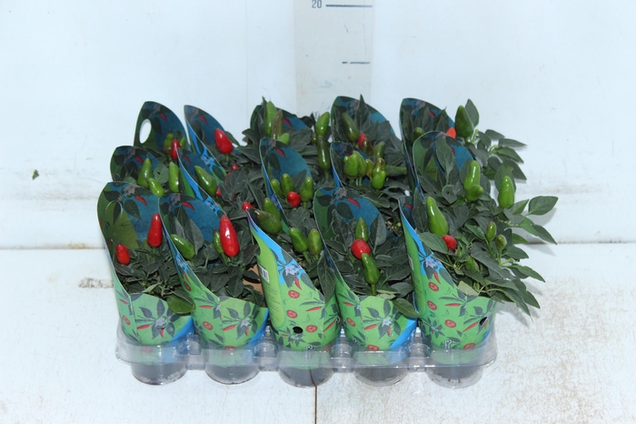 <h4>PIMENTA P06</h4>