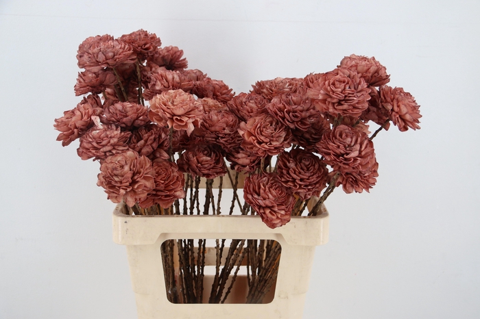 <h4>HUIS EN TUINDECO H%</h4>