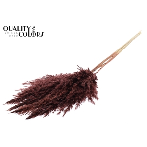 Pampas Grass 100cm 5st/bunch Bleached Brown