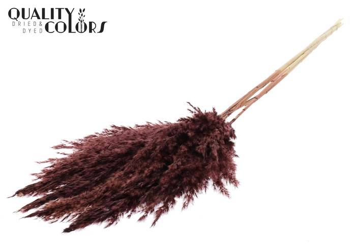 <h4>Pampas Grass 100cm 5st/bunch Bleached Brown</h4>