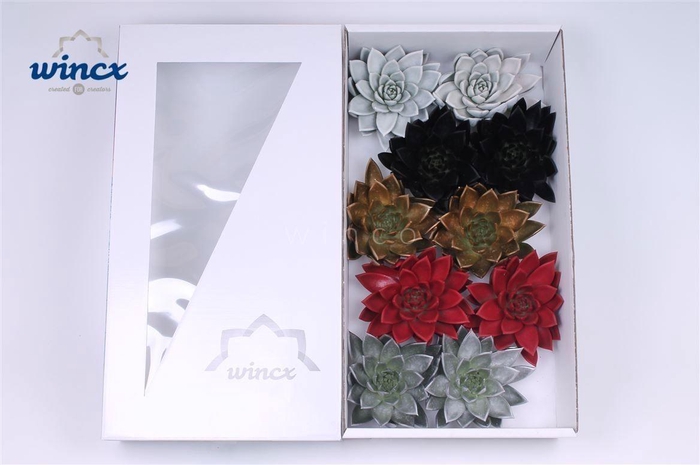 Echeveria Paint Christmas Mix (wincx) Cutfl