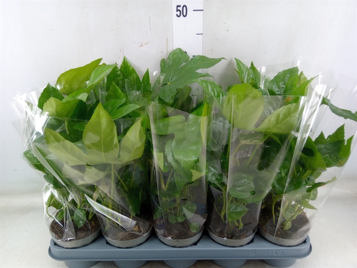 <h4>Fatsia japonica   ...</h4>