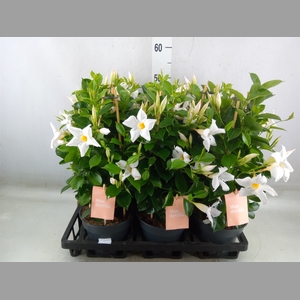 Mandevilla  'Sundavil White'