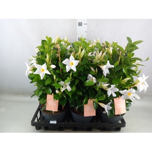 Mandevilla  'Sundavil White'