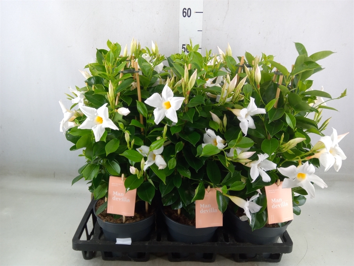 <h4>Mandevilla  'Sundavil White'</h4>