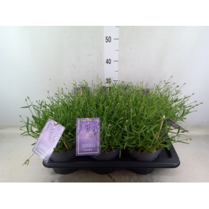 Lavandula angus. 'Essence Pure'
