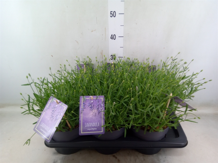 <h4>Lavandula angus. 'Essence Pure'</h4>