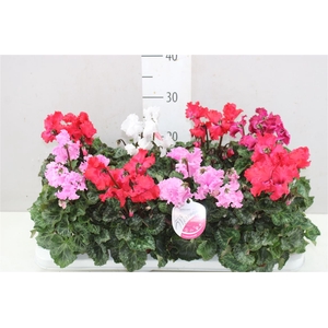 Cyclamen Merengue Gemengd