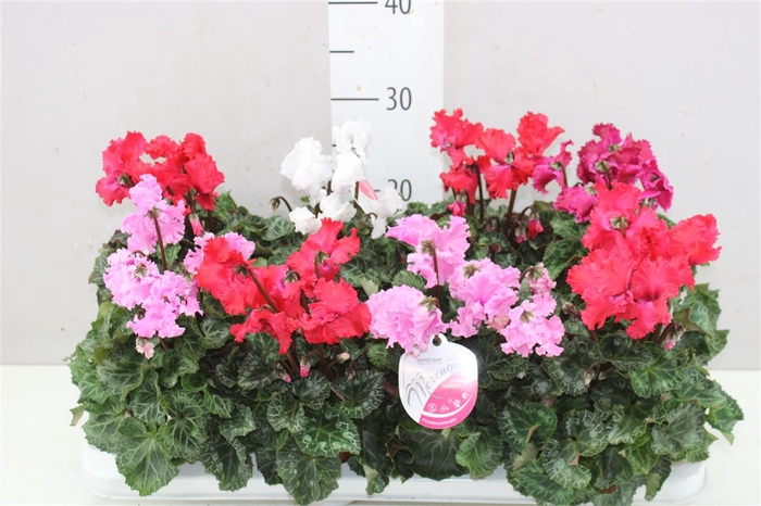 <h4>Cyclamen Merengue Gemengd</h4>