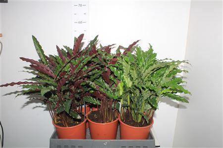 <h4>Calat Gem P17</h4>