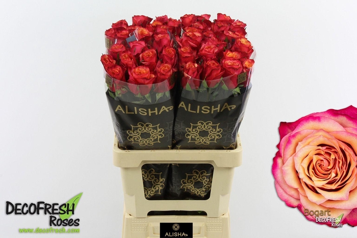 <h4>R Gr Bogart</h4>