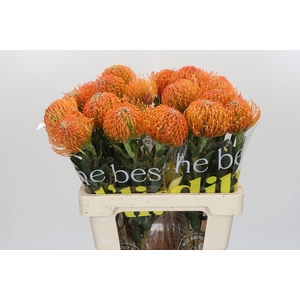 Nutans Ayoba Peach