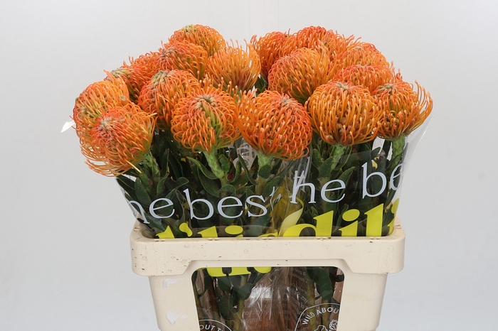 <h4>Nutans Ayoba Peach</h4>