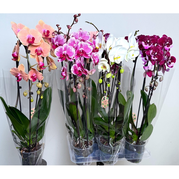 <h4>PHAL EL CASCADE</h4>