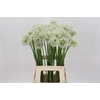 Allium White Giant