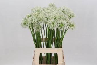 <h4>Allium White Giant</h4>