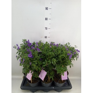 Lycianthes ran. 'Blue Fountain'