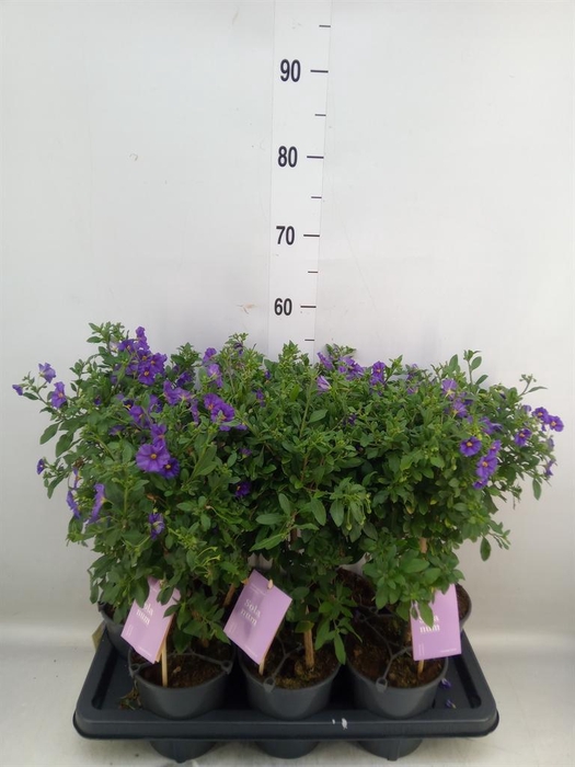 <h4>Lycianthes ran. 'Blue Fountain'</h4>