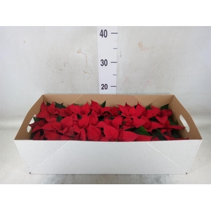 Euphorbia pulc. 'Christ Feel'