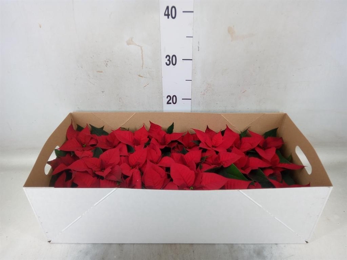 <h4>Euphorbia pulc. 'Christ Feel'</h4>