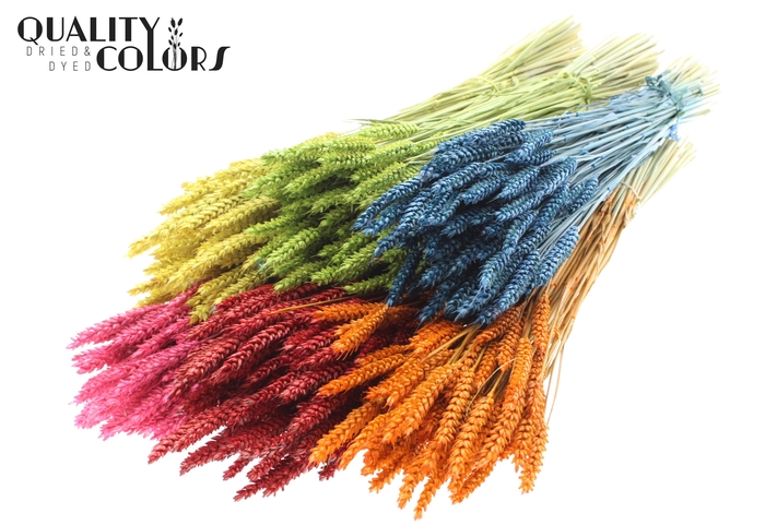 <h4>Triticum per bunch Mixed colours</h4>