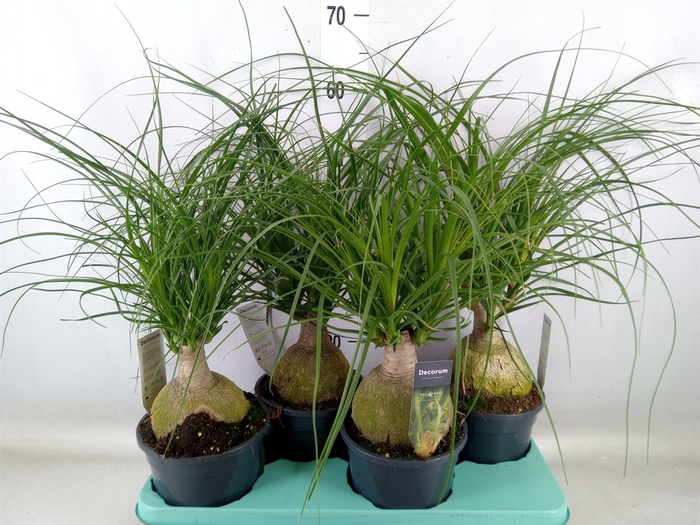 <h4>Beaucarnea recurvata</h4>