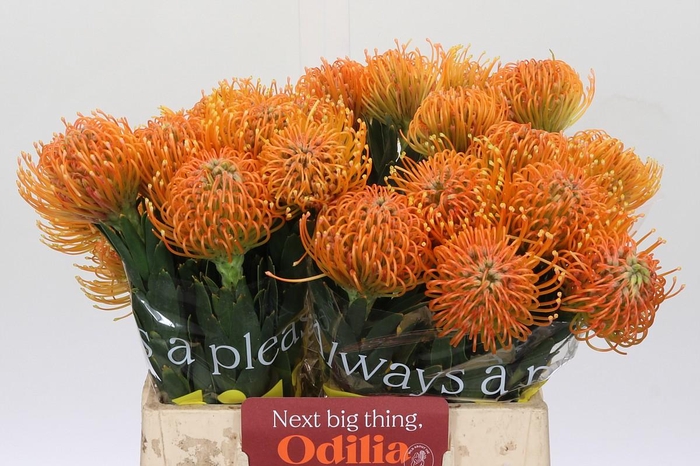 <h4>Nutans Ayoba Peach</h4>