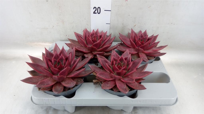 <h4>Echeveria   ...</h4>
