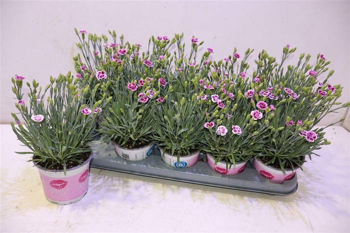 <h4>arr8 Dian Di Pink Kisses</h4>