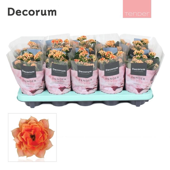 <h4>KALAN CALAN SERENITY PEACH</h4>