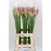 Nerine Bicolor Lipstick
