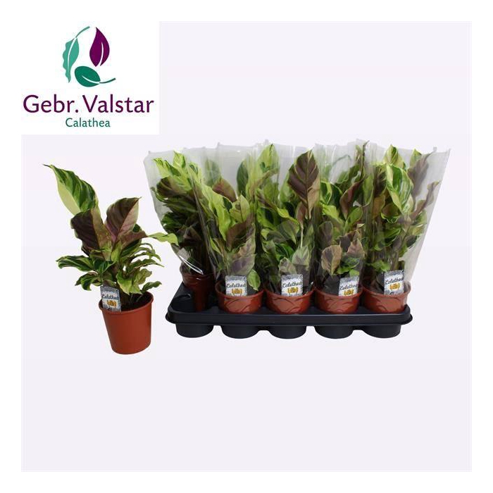 <h4>Calathea Fusion Yellow 12Ø 40cm</h4>